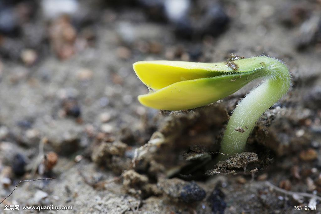 红牌离场!罗伊斯取得团体德甲首张红牌|JDB电子游戏官网(图2) JDB电子