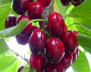 JDB电子试玩网页版