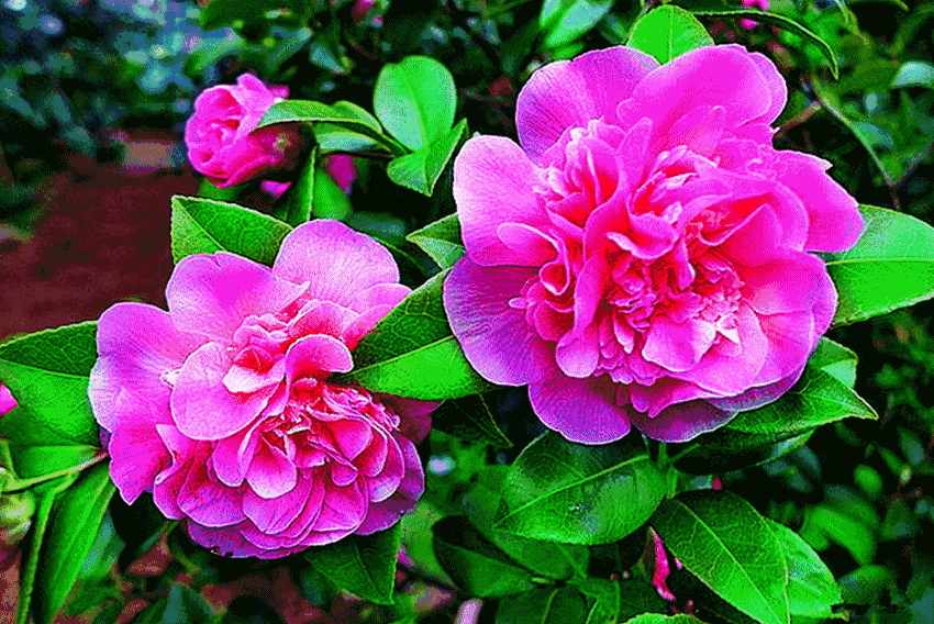 JDB电子_鲁尼力挺穆帅:只要穆里尼奥表现不佳就开始挑毛病(图3) JDB电子