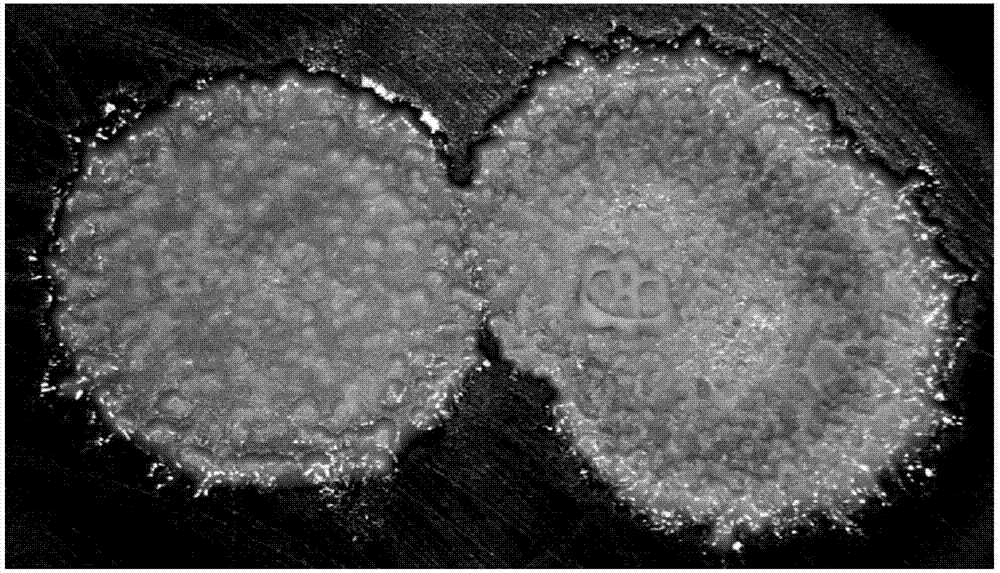 【JDB电子】助攻小王子回来了,苏神终于可以舒舒适服的进球了(图3) JDB电子游戏官网