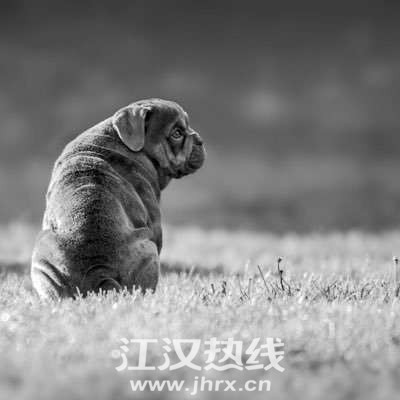 ‘JDB电子游戏官网’有种工资是别家高管的,有种盈利叫无关特斯拉(图1) JDB电子