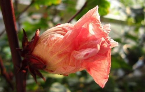 JDB电子试玩网页版