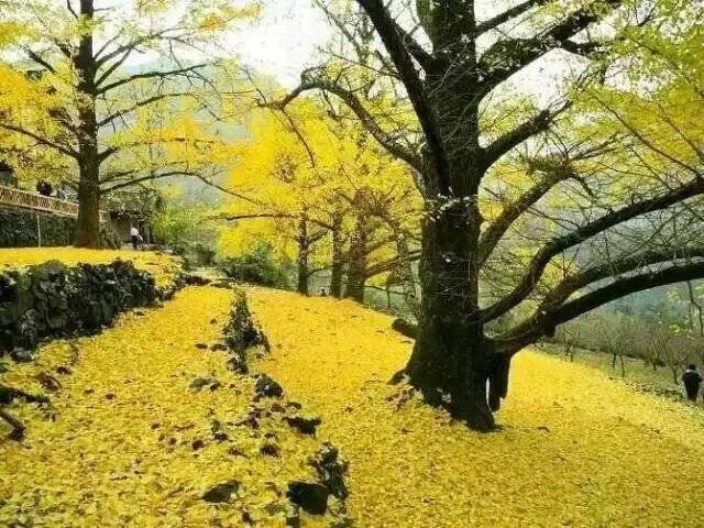 JDB电子游戏官网