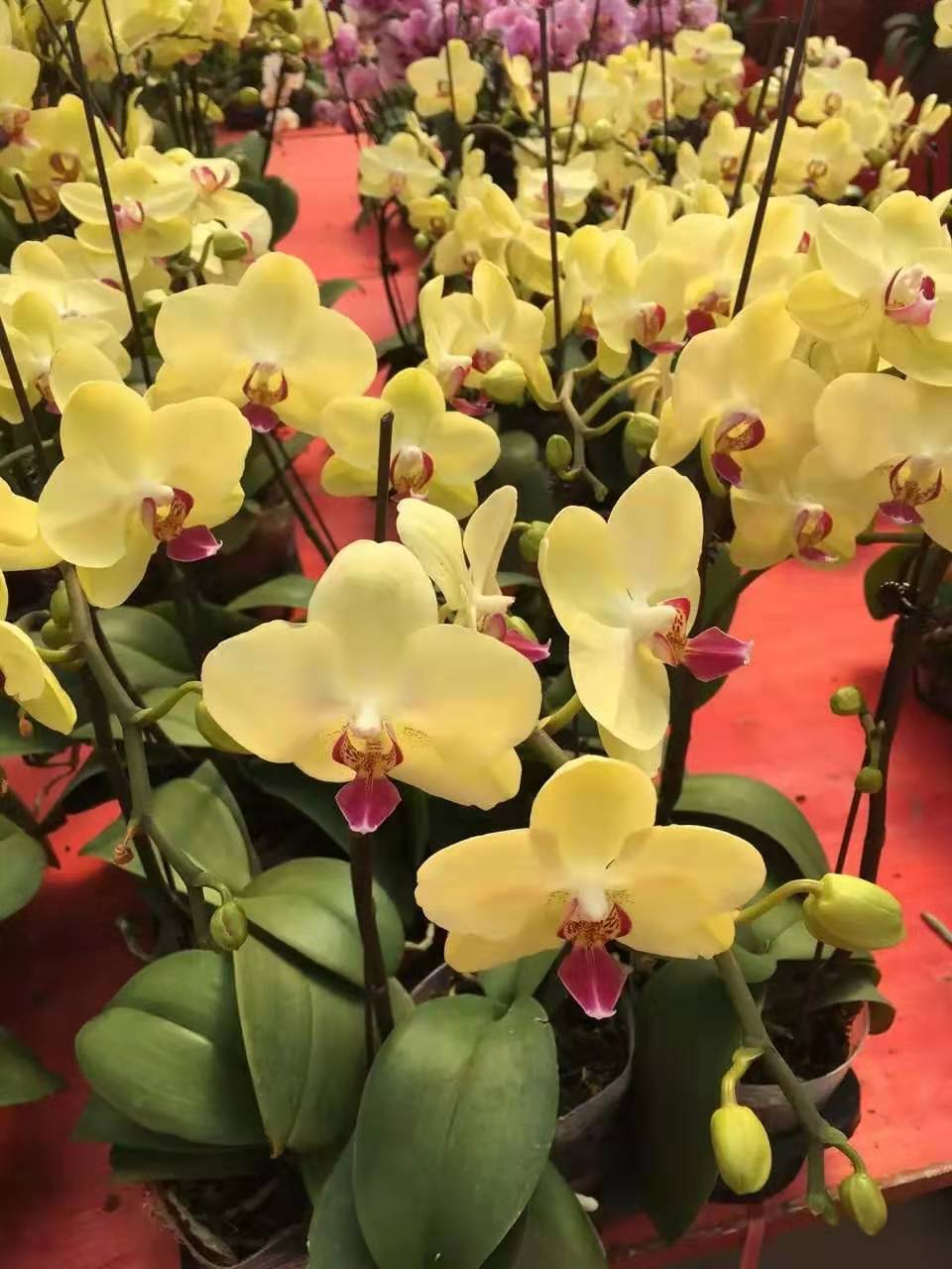 JDB电子游戏官网_三德子:曼联今夏会有大动作 我们要重返争冠行列(图1) JDB电子