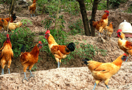 张稀哲:经过努力训练坚持形态,世界杯间歇期前将复出:JDB电子(图3) JDB电子