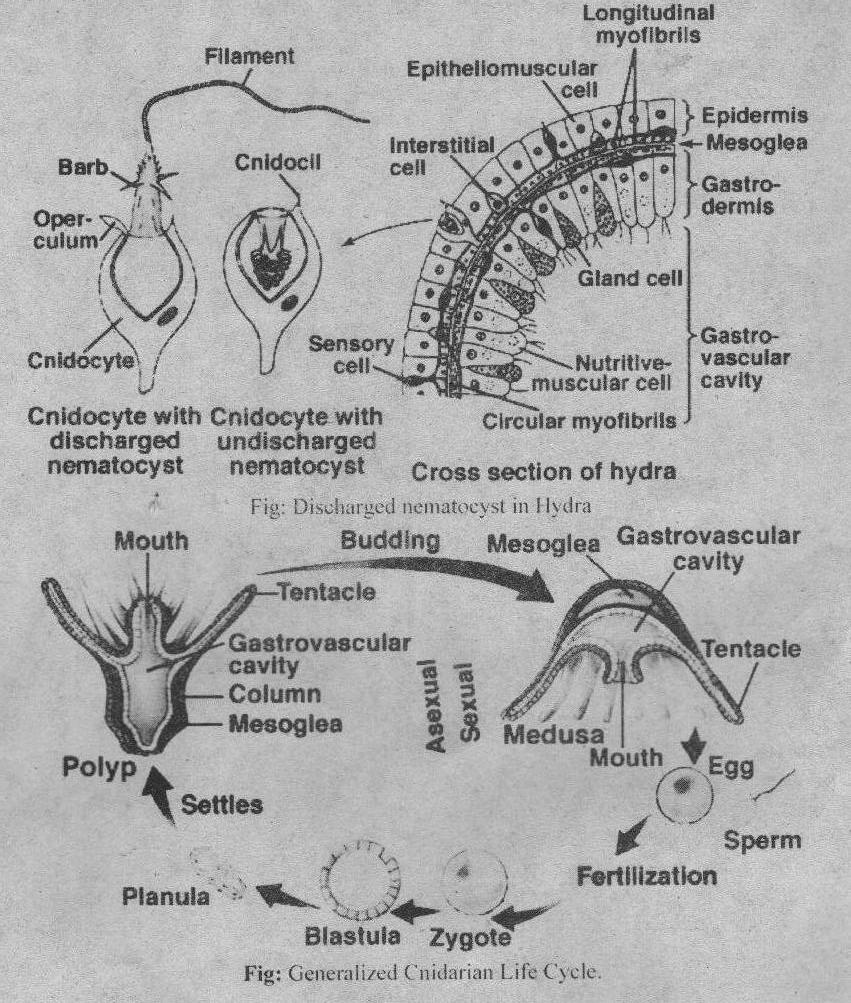 JDB电子游戏官网-由市场决定报废机动车价格车主可能拿到更多报废款(图2) JDB电子试玩网页版