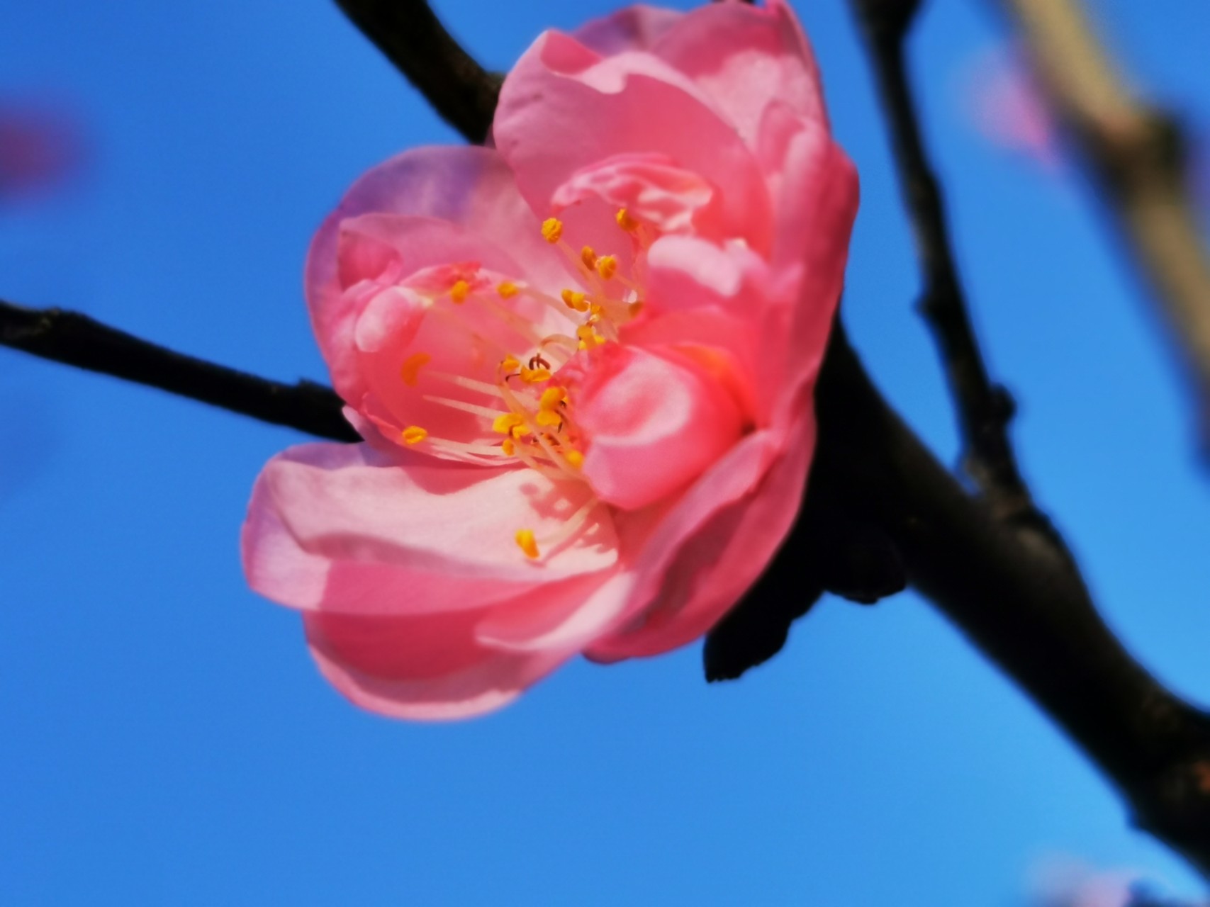 JDB电子试玩网页版-一场绚丽晚宴即将上演!华劲铝业助力中国铝加工产业链供需交易峰会(图3) JDB电子游戏官网