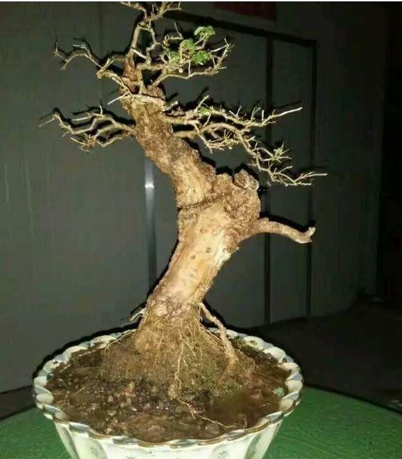 “JDB电子试玩网页版”蕨麻有哪些功效作用?做法如何?(图3) JDB电子游戏官网