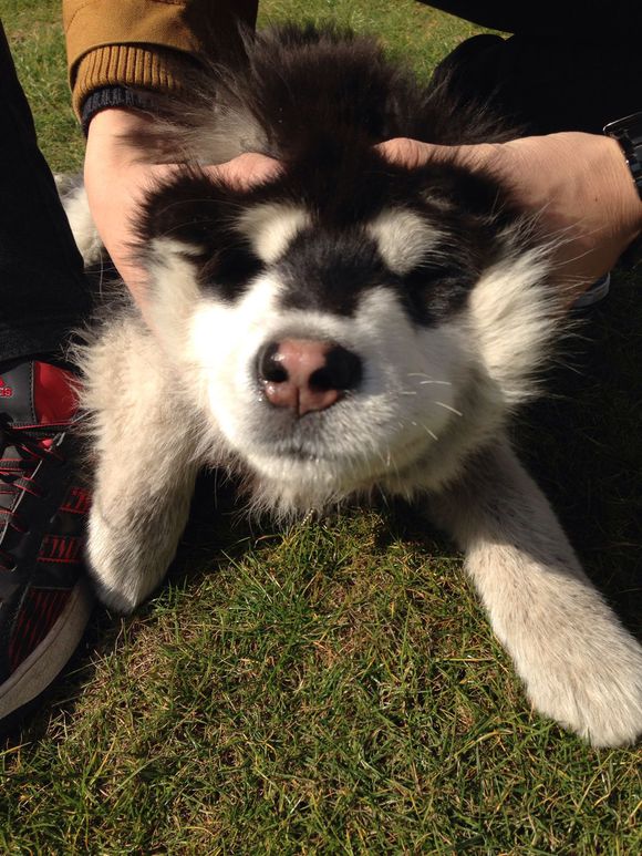 【JDB电子试玩网页版】那不勒斯VS米兰 前瞻(图3) JDB电子游戏官网