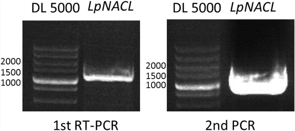 【JDB电子试玩网页版】那不勒斯VS米兰 前瞻(图2) JDB电子试玩网页版