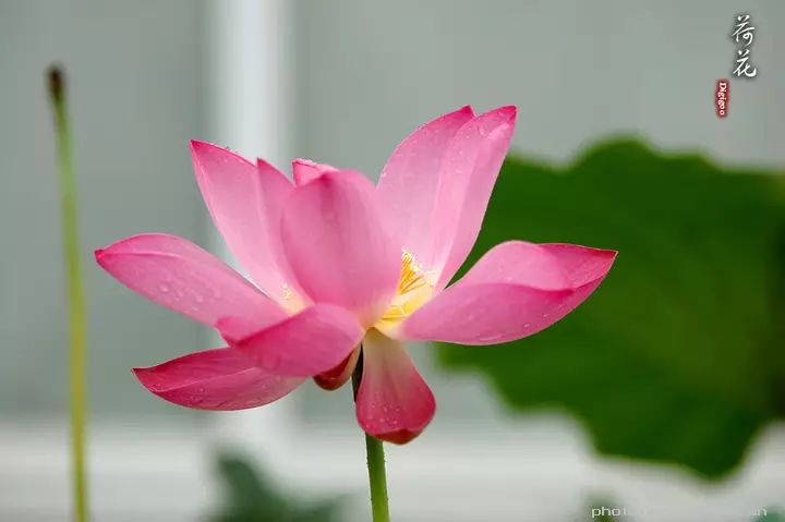 JDB电子试玩网页版