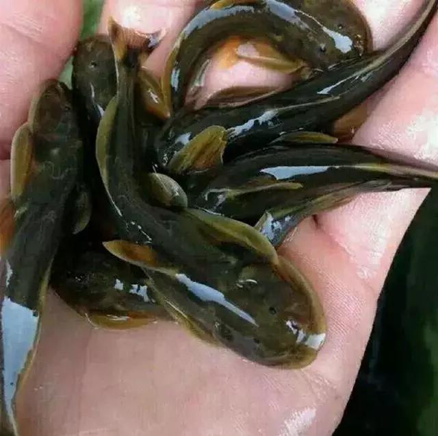 JDB电子游戏官网