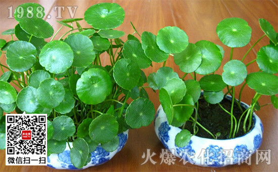 JDB电子游戏官网