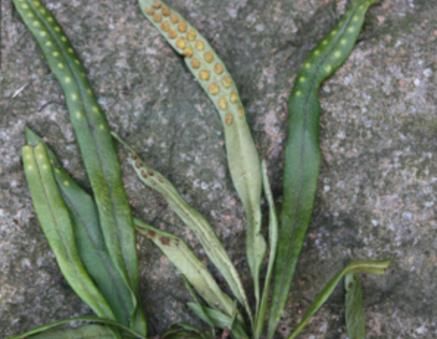 JDB电子试玩网页版