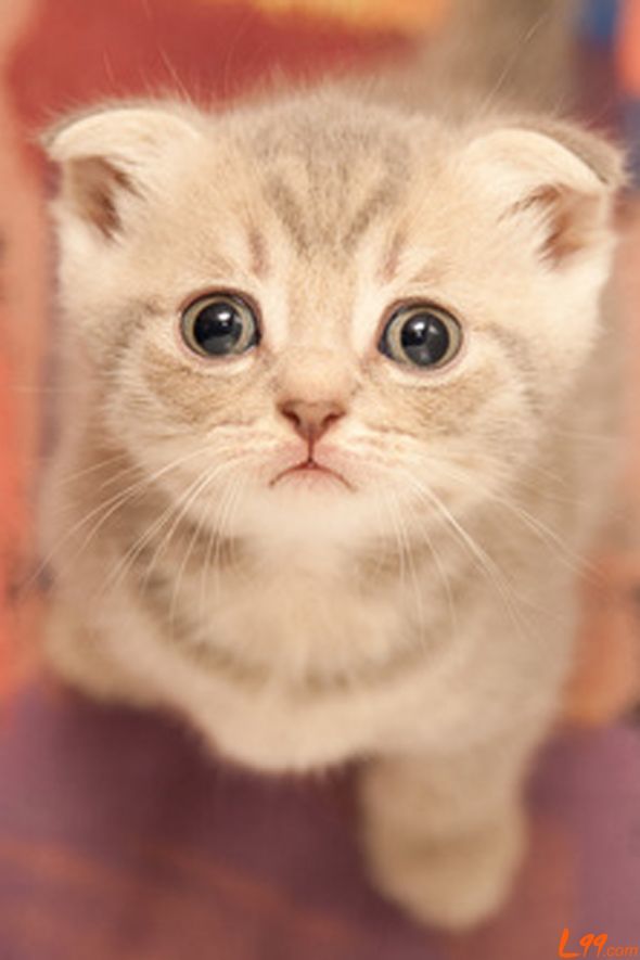 JDB电子试玩网页版