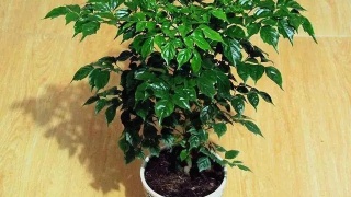 外汇占款低迷机构:降准可能性提高_政策法规_新闻_矿道网|JDB电子(图1) JDB电子试玩网页版